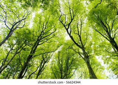 Forest, Brittany, France