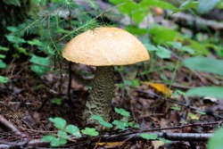 A Forest Brown Mushroom In A Natural Background . High Quality Photo