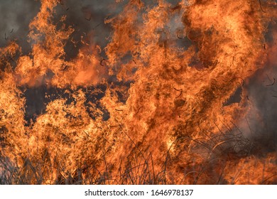 Forest Brush Grass Wild Fire Flames Burning Prescribed Burn Global Warming, Oregon, Merrill, Lower Klamath National Wildlife Refuge, Winter