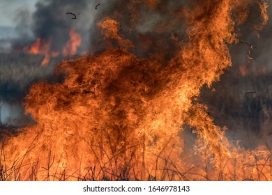 Forest Brush Grass Wild Fire Flames Burning Prescribed Burn Global Warming, Oregon, Merrill, Lower Klamath National Wildlife Refuge, Winter