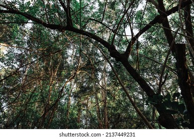 Forest Brush In South Florida Park