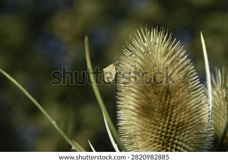 A forest bug crawls along the prickly cone of a wild teasel. Wildlife in detail for advertising natural products and ecology.