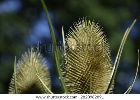 A forest bug sits on the prickly cone of a wild teasel against a blurred green background of trees. Image for commercial nature projects