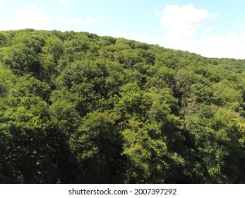 Forest In Burgundy - France