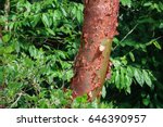 Forest and Bursera simaruba tree with peeling bark