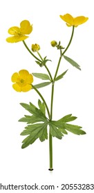 Forest buttercup with leaves
