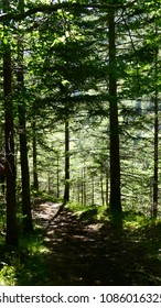 forest by daylight - Shutterstock ID 1086016325