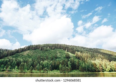  forest by the river