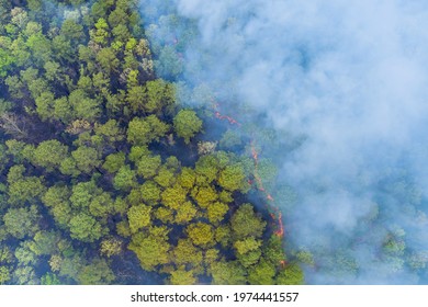 Forest In California With Panoramic Aerial Wildfire Is Burning Trees Smoke Fire Dry Grass