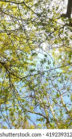 Forest canopy.
