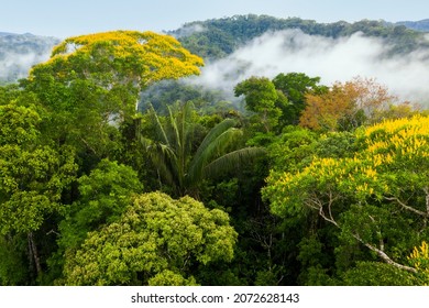 Forest Canopy With Flowering Trees: The Amazon Forest Seen From Above