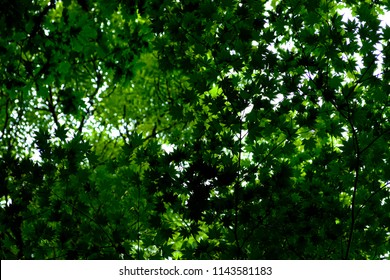 Forest Canopy Of Japanese Maple Leaves