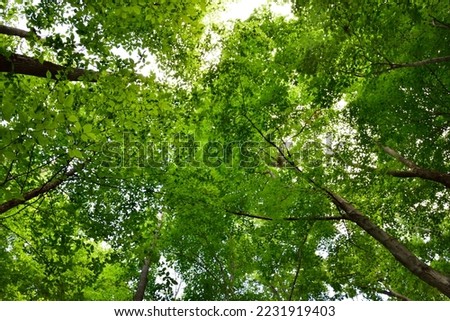 Similar – #S# Leaf canopy