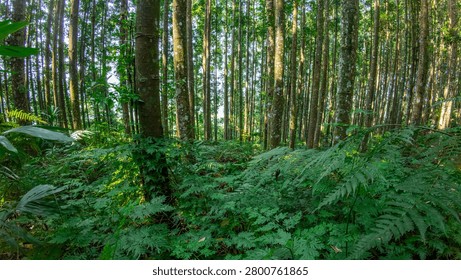 Forest canopy texture view highlighting biodiversity hotspot conservation and sustainable ecosystem management concept