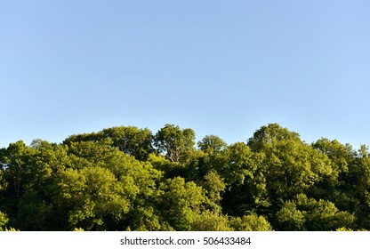 Forest Canopy Treeline Against A Clear Blue Sky