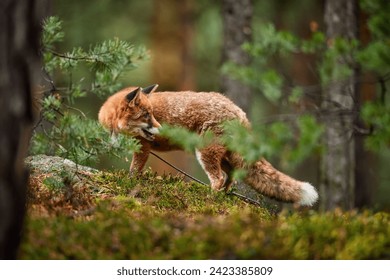 Forest carnivore theme: Close up, low angle, side view of Red Fox, Vulpes vulpes, adult male, nice dense fur, looking back. Red Fox in colorful pine forest, autumn, Czech highlands.  - Powered by Shutterstock