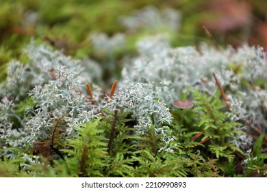 Forest Carpet Of Reindeer Lichen And Hypnum Moss