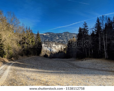 Forest casting a shadow over the frozen ground, in the Alps