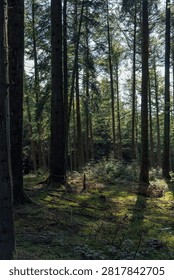 forest casting soft shadows and dappled light onto the mossy ground and fallen twigs.