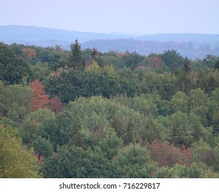 forest of changing leaves