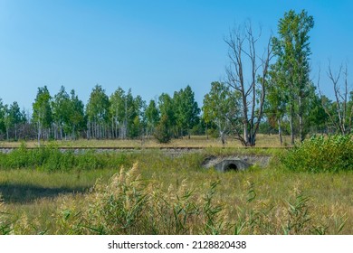 Forest In The Chernobyl Exclusion Zone In The Ukraine