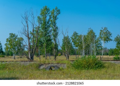 Forest In The Chernobyl Exclusion Zone In The Ukraine