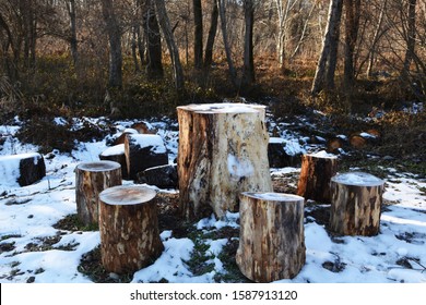 In The Forest In A Circle There Are Small Tree Stumps, And In The Middle There Is A Large Stump. A Place To Gather People, Sabbath Rest On Stumps.