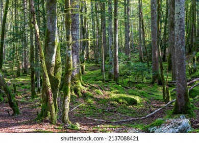 Forest At Cirque De Saint Meme. Savoy France.