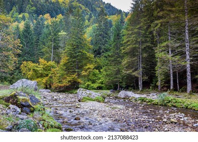 Forest At Cirque De Saint Meme. Savoy France.