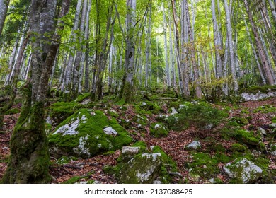 Forest At Cirque De Saint Meme. Savoy France.