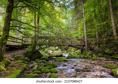 Forest At Cirque De Saint Meme. Savoy France.