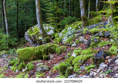 Forest At Cirque De Saint Meme. Savoy France.