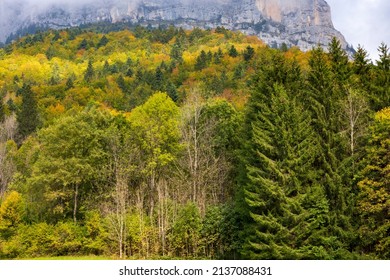 Forest At Cirque De Saint Meme. Savoy France.