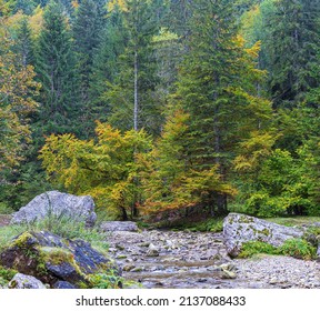 Forest At Cirque De Saint Meme. Savoy France.