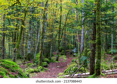 Forest At Cirque De Saint Meme. Savoy France.