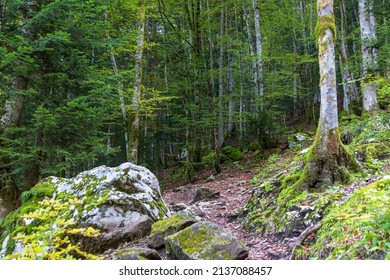 Forest At Cirque De Saint Meme. Savoy France.