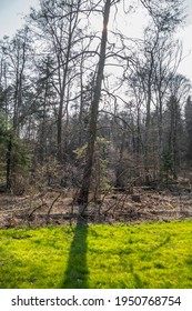 Forest Clearing After Storm On The Edge Of The Forest