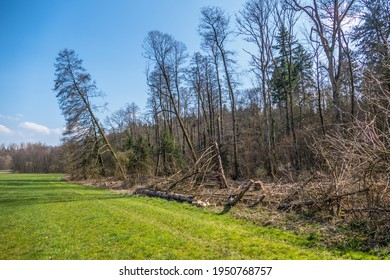 Forest Clearing After Storm On The Edge Of The Forest