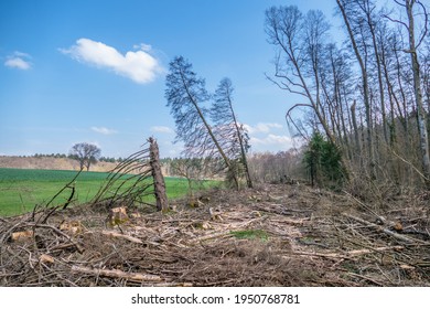 Forest Clearing After Storm On The Edge Of The Forest