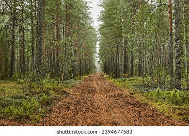 Forest clearing between pine trees, difficult terrain forestry road