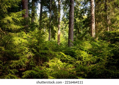 Forest clearing in a coniferous forest with a lot of trees and needles on the ground. The colors are warm, brown and green. No people. Hiking, camping, walking and recreation in nature