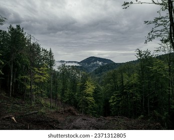 Forest clearing, deforestation on a hill, mountains with pine trees in the background, cloudy, foggy weather, Transylvania, Romania - Powered by Shutterstock