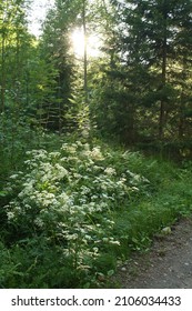 A Forest Clearing With White Wildflowers Against A Dark Forest Wall