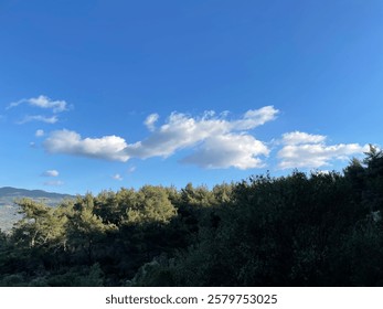 a forest and cloudy clear sky