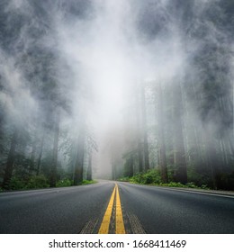 Forest in the cloudy sky