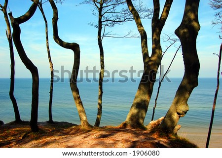 Forest coast
