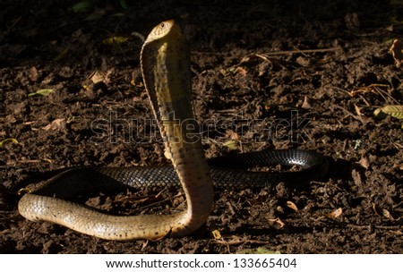 Similar – A small grass snake on the compost