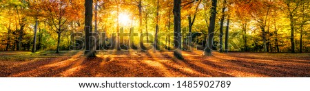 Forest with colorful autumn foliage as panorama background