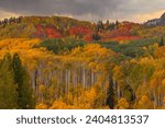 Forest of Colorful Fall Foliage Tall Aspen Trees in Autumn with Dark Storm Clouds in the Background. Crested Butte Kebler Pass Colorado