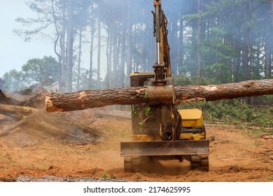 In the forest, it conducts work on tractor manipulator lifts logs of process to prepare land for the construction